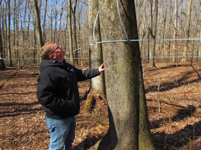 Tim Stockel looks up at a maple tree, connected to a tubing system that collects maple sap at Happy Day Farm. Stockel’s trees are mostly red and silver maples, February 20, 2022.
